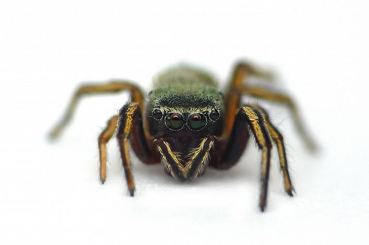 nature, animals, insects, spiders, arachnids - desktop wallpaper