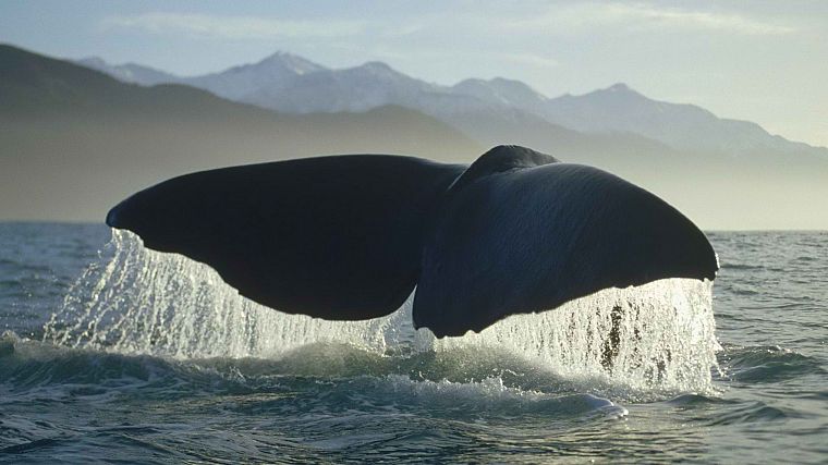 whales - desktop wallpaper