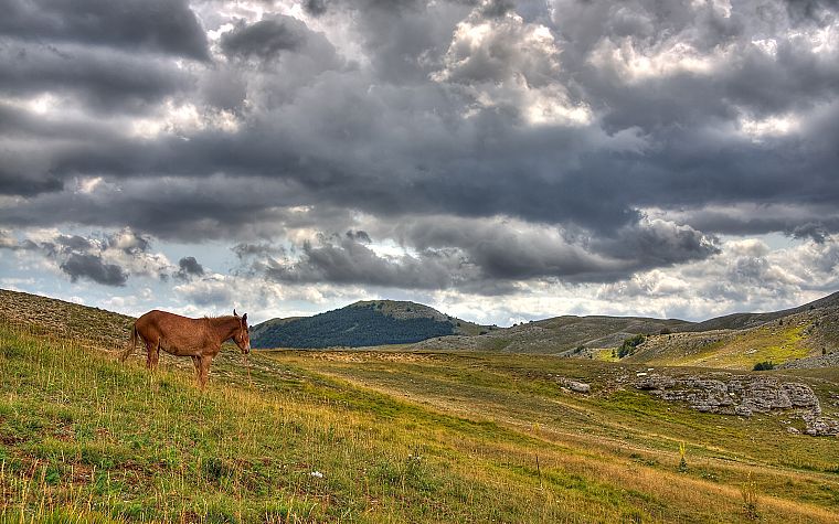 hills, horses - desktop wallpaper
