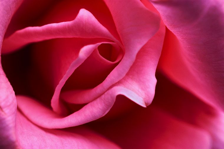 close-up, flowers, pink, macro, roses - desktop wallpaper