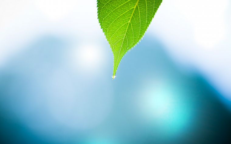 water, nature, leaf, minimalistic, water drops, macro, depth of field - desktop wallpaper