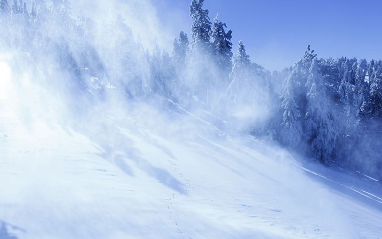 nature, winter, snow, forests - desktop wallpaper