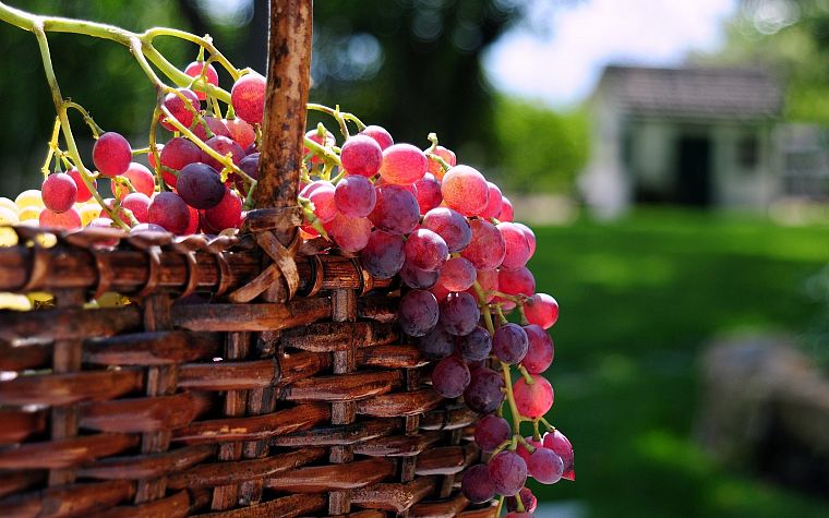 fruits, grapes, baskets - desktop wallpaper