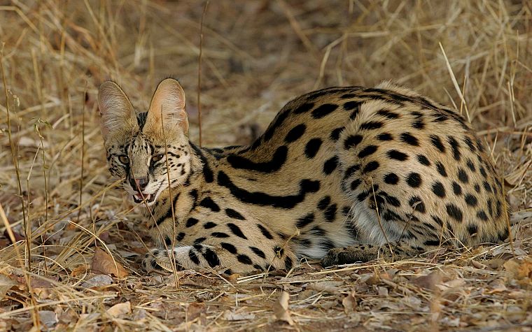 animals, outdoors, serval, spotted - desktop wallpaper