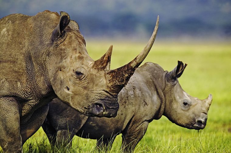 rhinoceros, Africa - desktop wallpaper