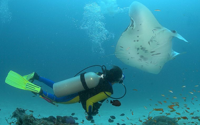 ocean, diver, underwater, manta ray, sea - desktop wallpaper