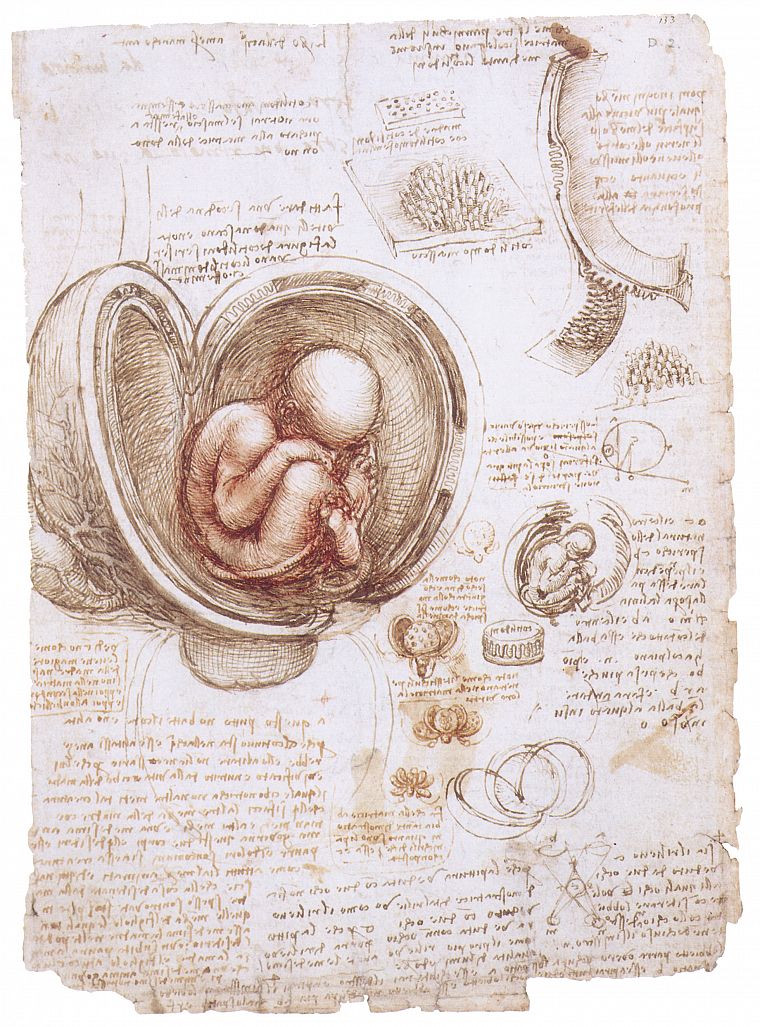 sketches, Leonardo da Vinci - desktop wallpaper