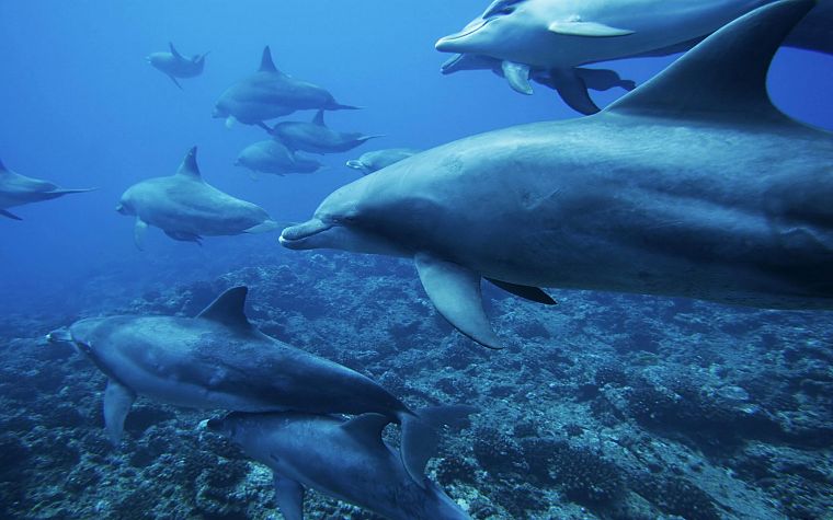 nature, dolphins - desktop wallpaper