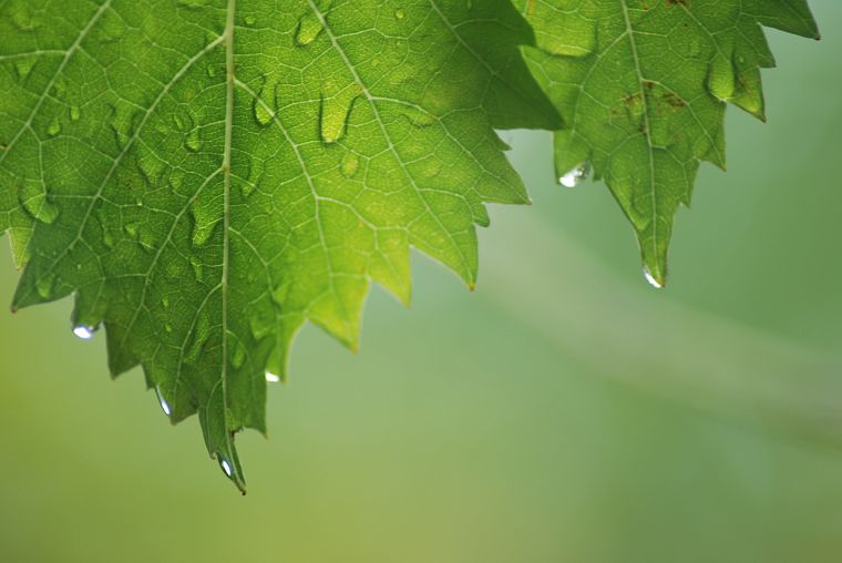 green, leaf, wet, water drops - desktop wallpaper