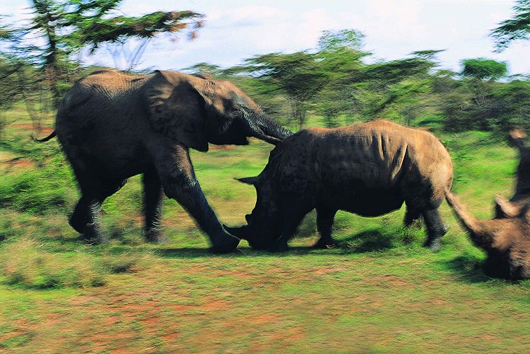 animals, rhinoceros, elephants - desktop wallpaper