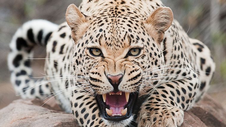 animals, snow leopards, angry, leopards - desktop wallpaper