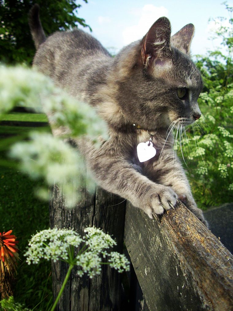flowers, cats, animals, outdoors, green eyes, collar - desktop wallpaper