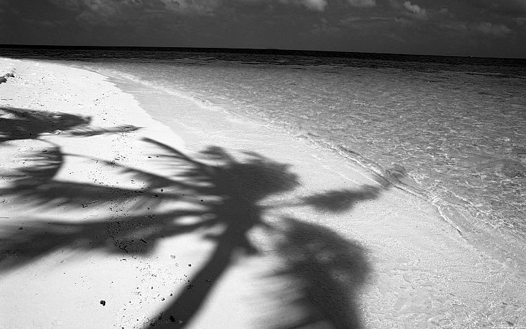water, sand, Noir, shadows, monochrome, palm trees, beaches - desktop wallpaper