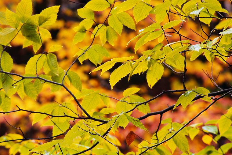 nature, leaf, trees, leaves, plants - desktop wallpaper