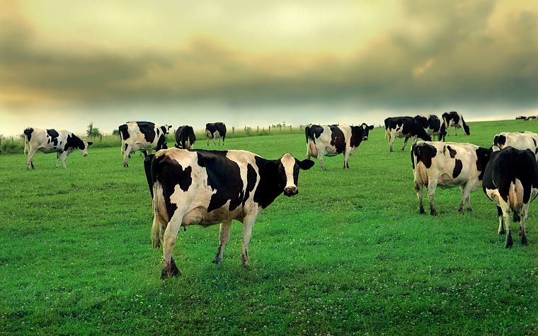 animals, grass, cows - desktop wallpaper