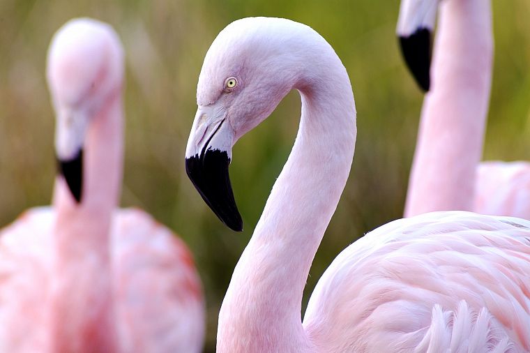 pink, birds, flamingos - desktop wallpaper