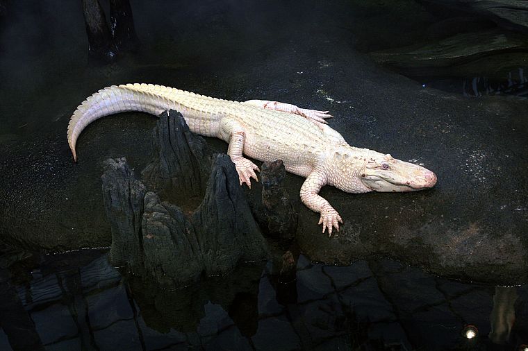 alligators, albino - desktop wallpaper