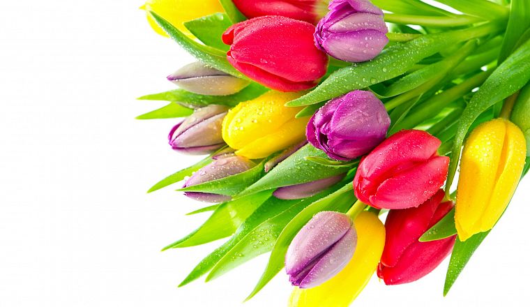 flowers, tulips, colors - desktop wallpaper