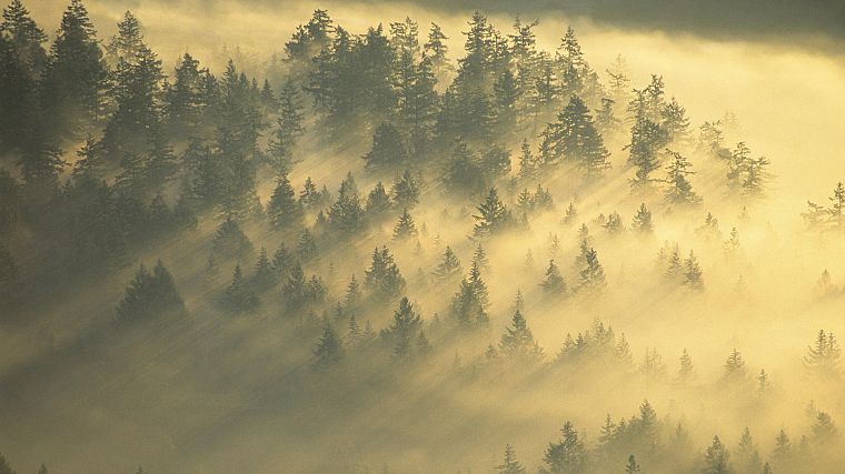 forests, mist, National Park, Washington, Mount Rainier - desktop wallpaper