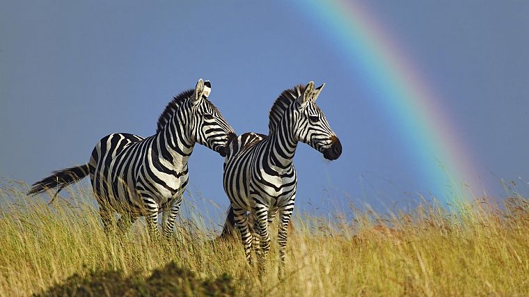 animals, wildlife, rainbows, zebras - desktop wallpaper