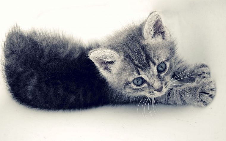 cats, animals, kittens, white background - desktop wallpaper