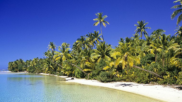 Cook Islands, coconut, Grove - desktop wallpaper