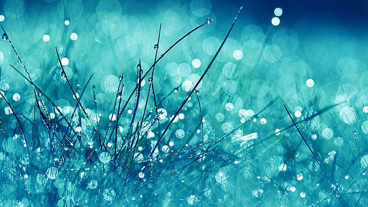 grass, water drops, depth of field - desktop wallpaper