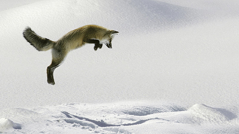 nature, foxes - desktop wallpaper