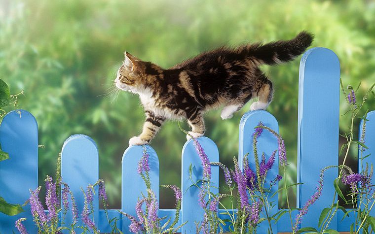 fences, cats, animals, depth of field, picket fence - desktop wallpaper