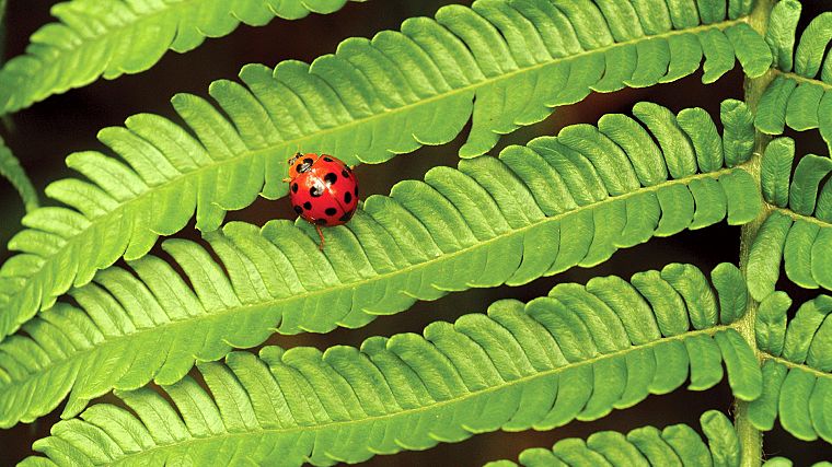 nature, insects, leaves, plants, macro, ladybirds - desktop wallpaper