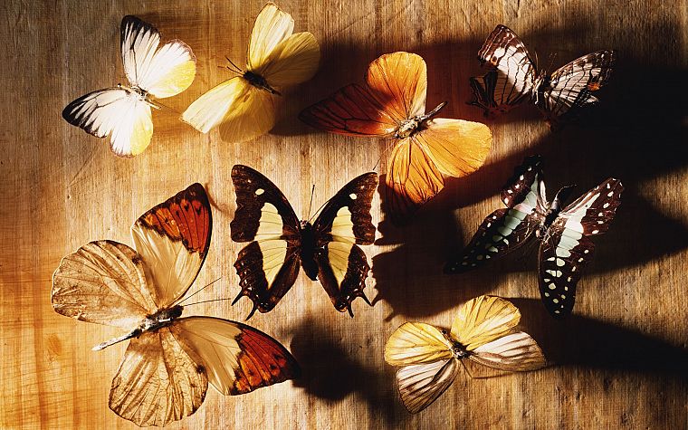 bugs, butterflies - desktop wallpaper