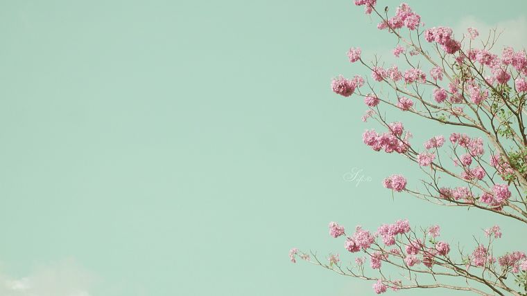 flowers, blossoms - desktop wallpaper