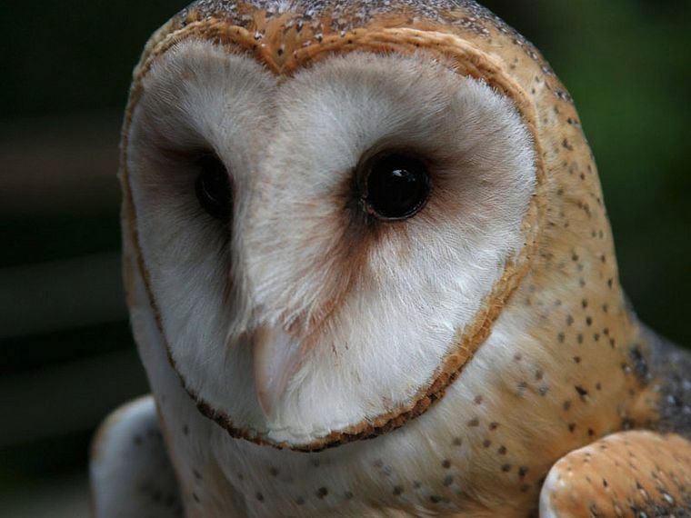 animals, owls - desktop wallpaper
