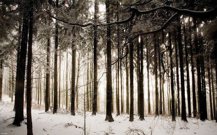 snow, trees, forests - desktop wallpaper