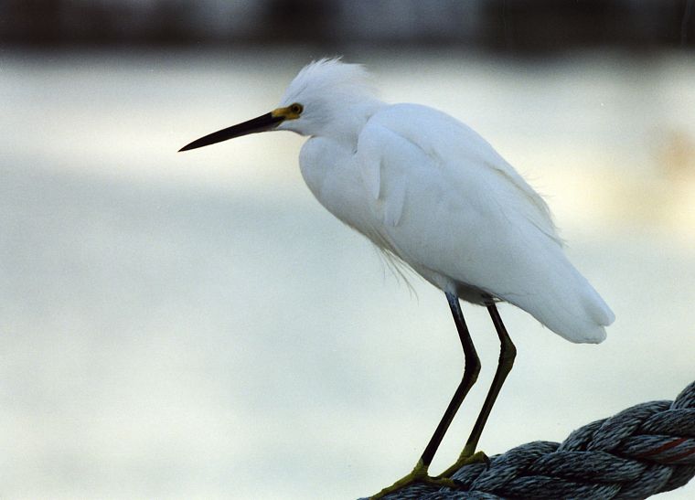 birds, snowy egret, egrets - desktop wallpaper
