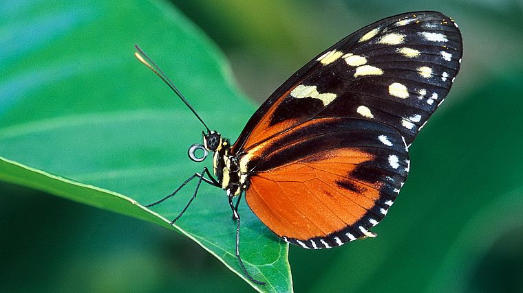 nature, insects, butterflies - desktop wallpaper