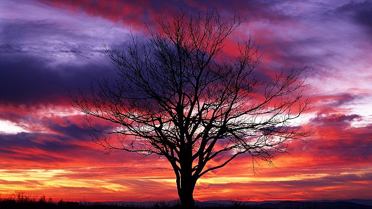 sunset, trees, red, silhouettes, National Park, shenandoah - desktop wallpaper