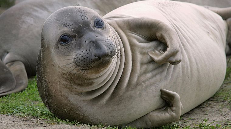 seals, elephant seals - desktop wallpaper
