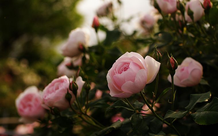 flowers, plants, roses, pink flowers - desktop wallpaper