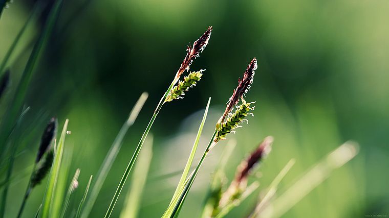 nature, grass, macro - desktop wallpaper