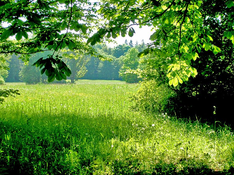 green, nature, trees, forests, leaves, grass, fields, summer, woods - desktop wallpaper