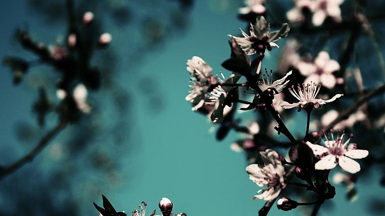 flowers, plants - desktop wallpaper