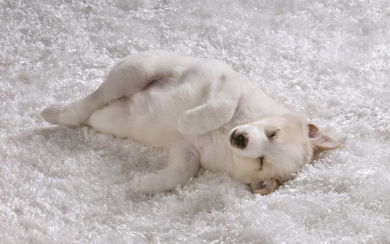 white, animals, dogs, canine, sleeping - desktop wallpaper