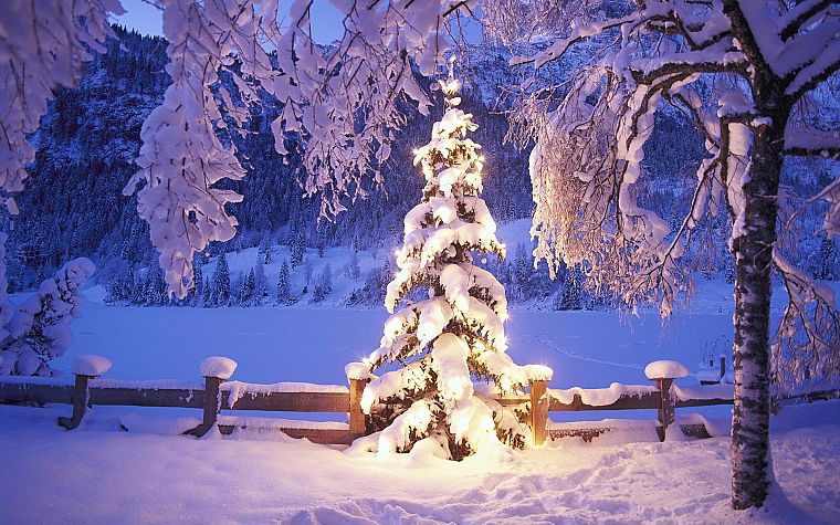 winter, snow, trees, lights, Christmas - desktop wallpaper