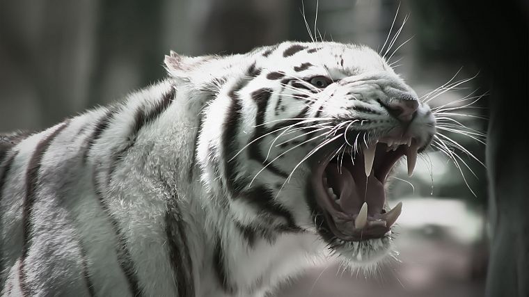 animals, white tiger - desktop wallpaper