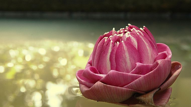 flowers, bokeh, reflections, lotus flower, pink flowers - desktop wallpaper