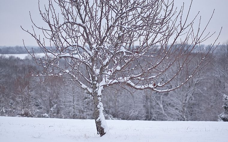 snow, trees, white - desktop wallpaper