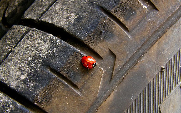 tires, ladybirds - desktop wallpaper