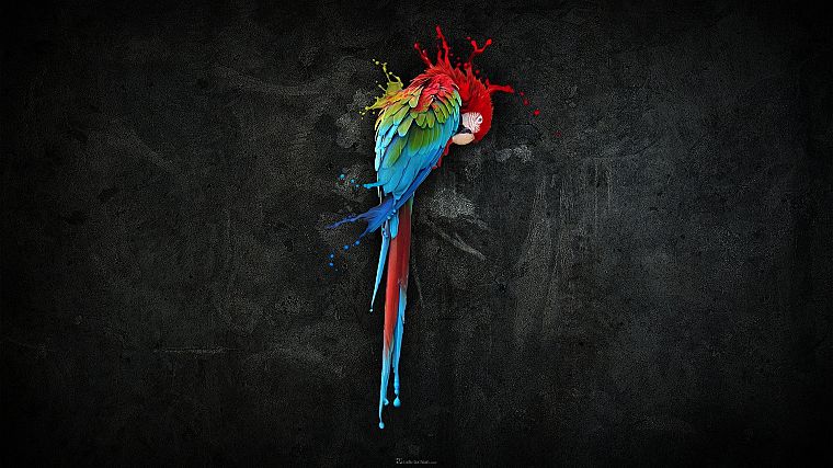 multicolor, birds, parrots, Scarlet Macaws - desktop wallpaper