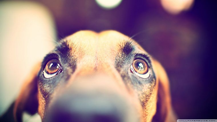 eyes, animals, dogs, looking up - desktop wallpaper